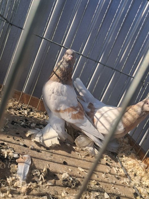 Blauwindry gładkie para