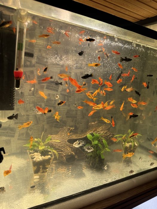 Продаються рибки