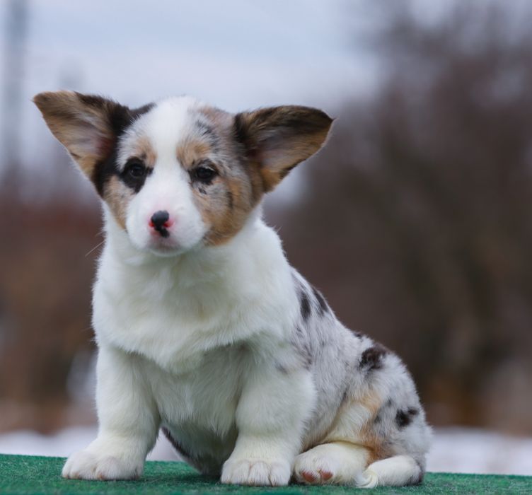 Дівчинка вельш коргі кардиган