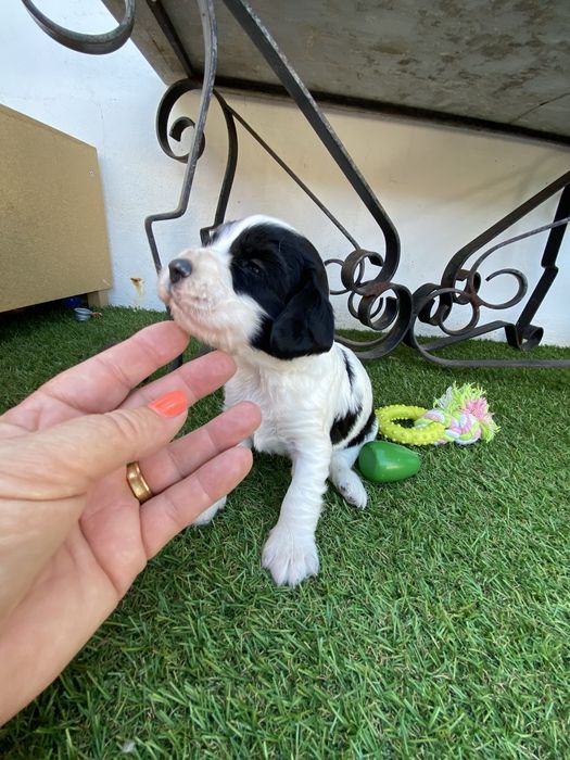 springer spaniel linha de trabalho