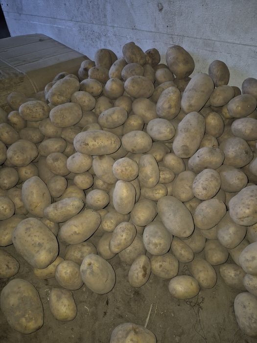 Ziemniaki "vega" na sprzedaż