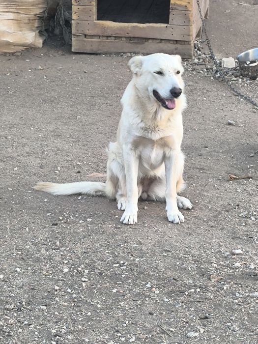 pastor alemao para dar