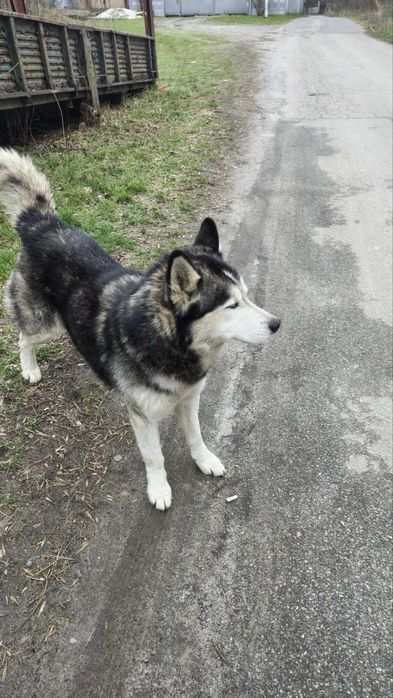 Хаскі маламут безкоштовно