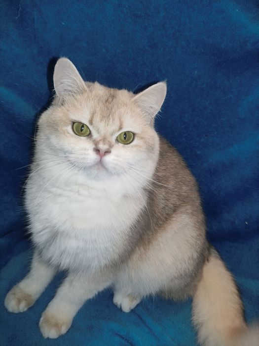 Супер якість дівчинка блакитне золото чекає на вас