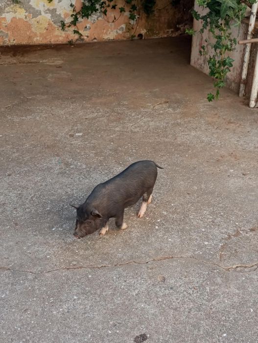 4 porcos pretos de 2 meses  - Santa Maria Da Feira