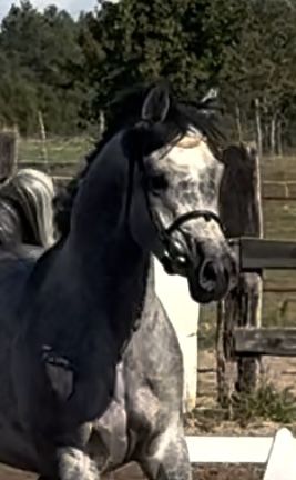 Ogier arabski - ujeżdżony po El Jahez