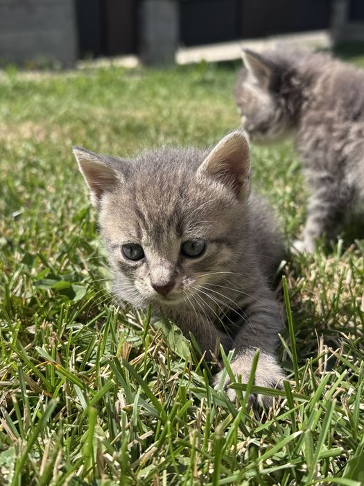 Кошенята прямовухі