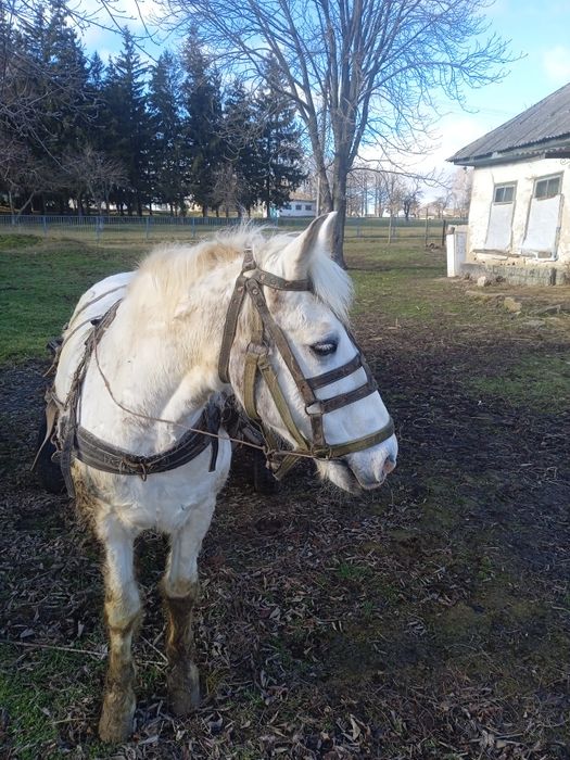 Продам коня 12 років