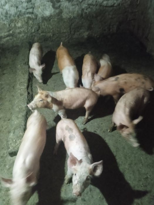 Поросята. Петрен-Дюрок