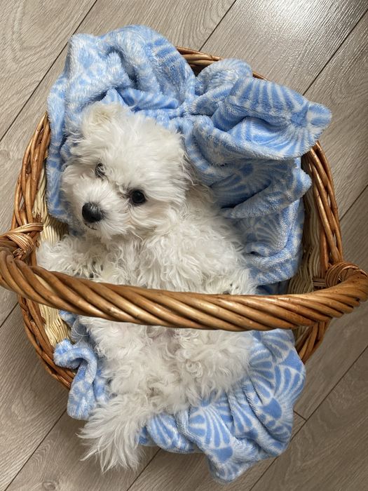 Вязка Бішон фрізе