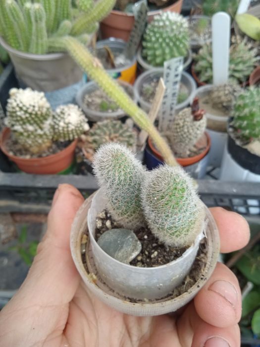 кактус Rebutia ,sunrise