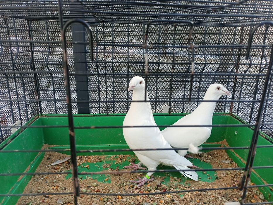 Białe pocztowe 2025