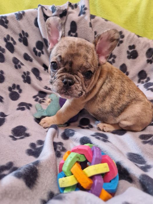 Французький бульдог