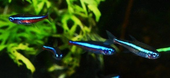 Neon simulans zielony