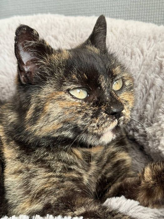 Шукаю родину кицюні