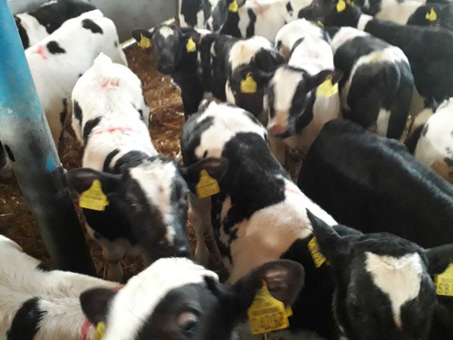 Cielęta, cielaki, byczki oraz jałówki mięsne, MM,MS,HF transport