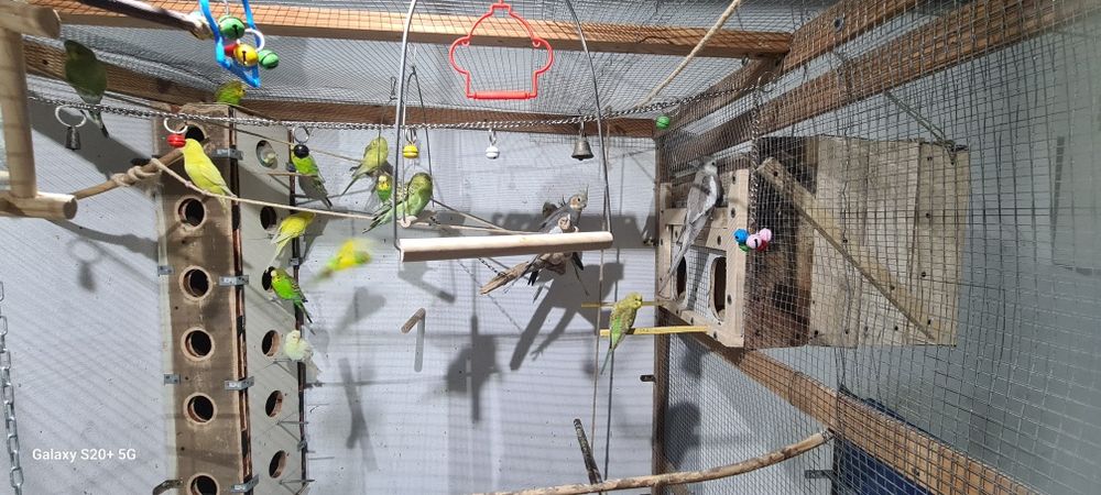 Vendo periquitos australianos machos e femias