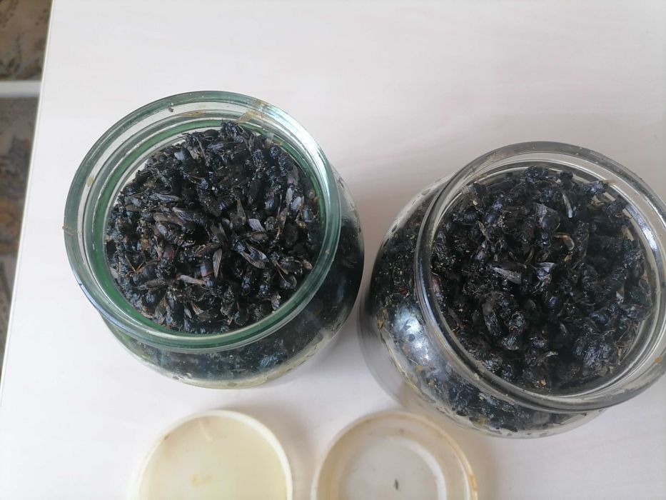 Бджолиний помор в банках