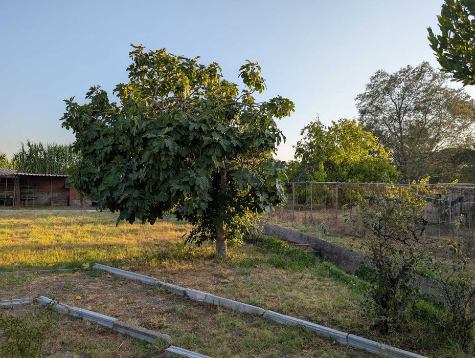 Prédio com 3 Habitações e propriedade em Grândola.