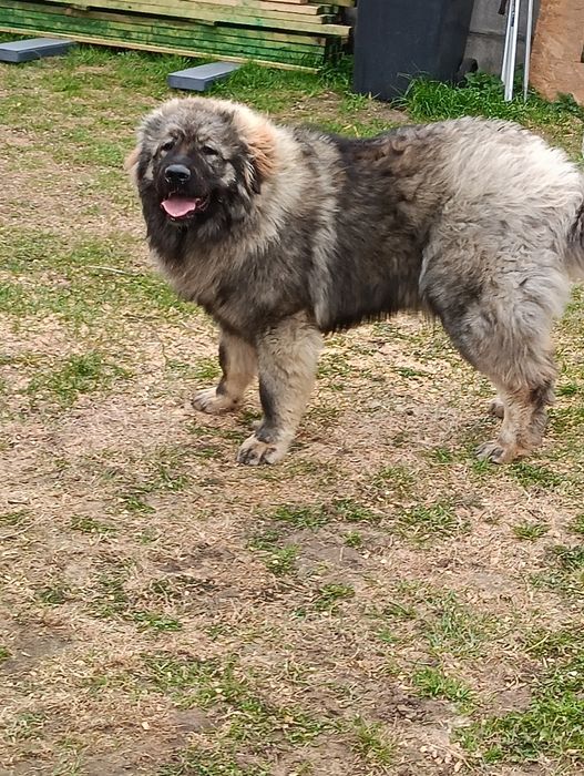 Owczarek kaukaski suczka
