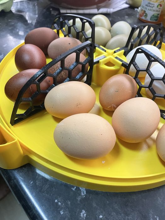 Divisoria brinsea 24