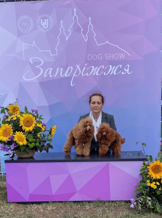 Вязка кобель той пудель