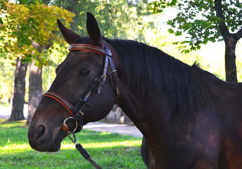 Уздечка на коня вуздечка кантарка оголовье на лошадь кінь збруя.