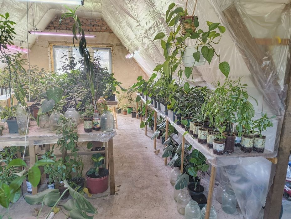 Монстера Фікус Бенджаміна Вазон