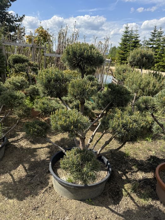 Bonsai , jałowiec mint julep, sosna, krzewy ozdobne