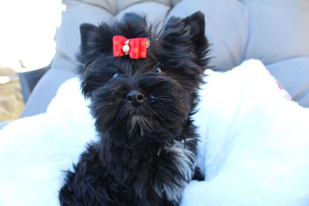 Suczka Yorkshire Terrier Black