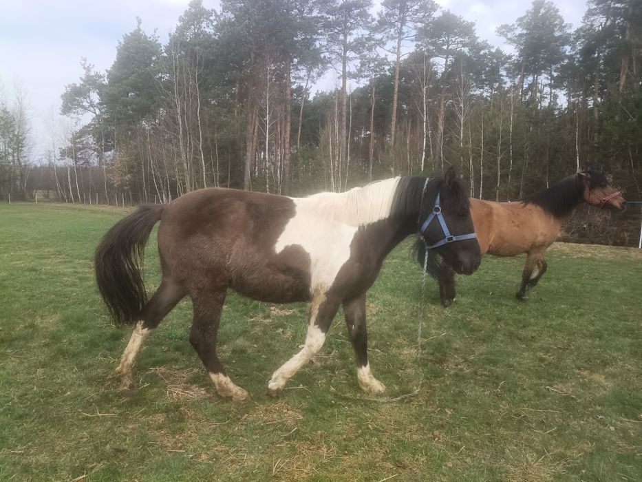 Koń hucuł klacz wałach