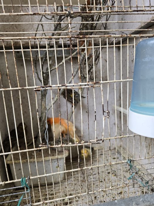 Canarios machos e femeas