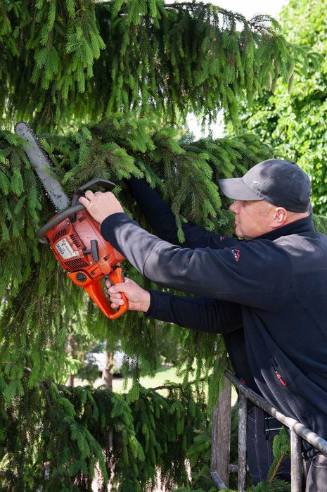 Wycinka, przycinka drzew z podnośnika koszowego