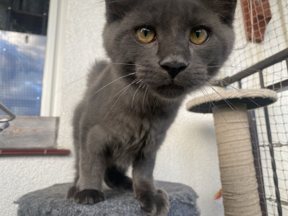 Niebieski dymny kocurek Maine Coon