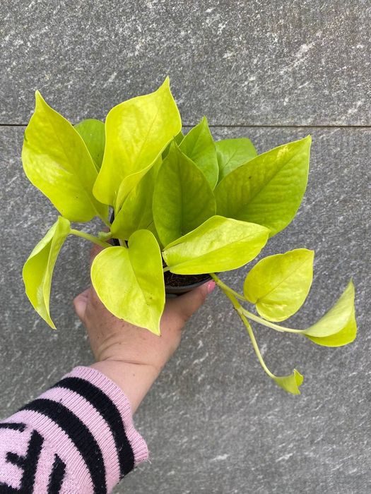 Епіпреміум Golden  Pothos/ Neon