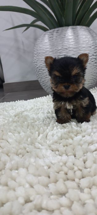 Yorkshire terrier. menina