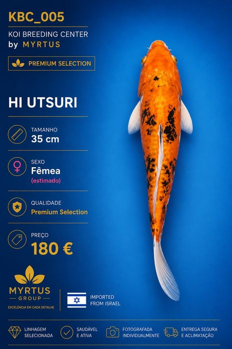 Carpas koi Israel disponíveis qualidade Premium