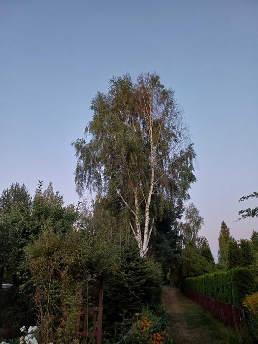 Drzewo Brzoza do wycięcia i zabrania za darmo.