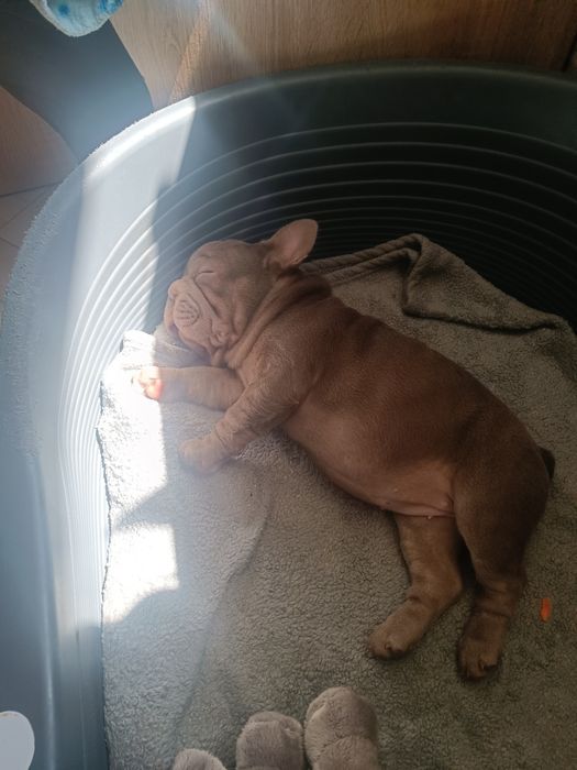 Дівчинка Мішель 3 місяці