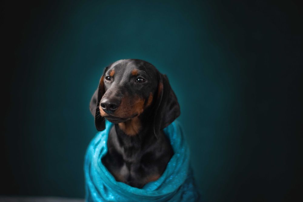 Підрощені такси мініатюрні, КСУ.