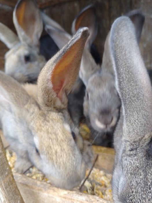 Кроленята мішана порода