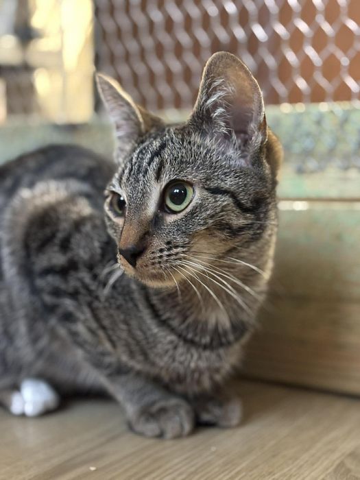 Velia, kotka 5 miesięcy , kociak