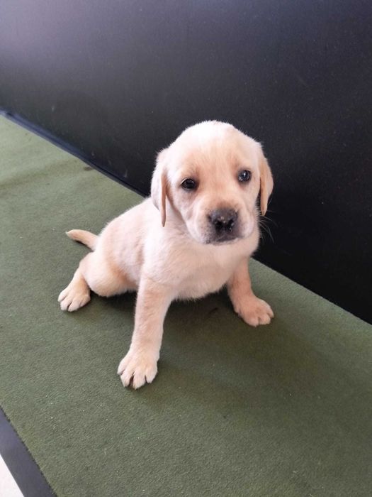 Labrador  pronto para nova familia
