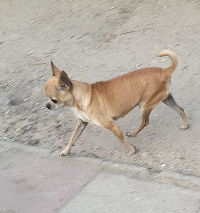 Suczka Chihuahua