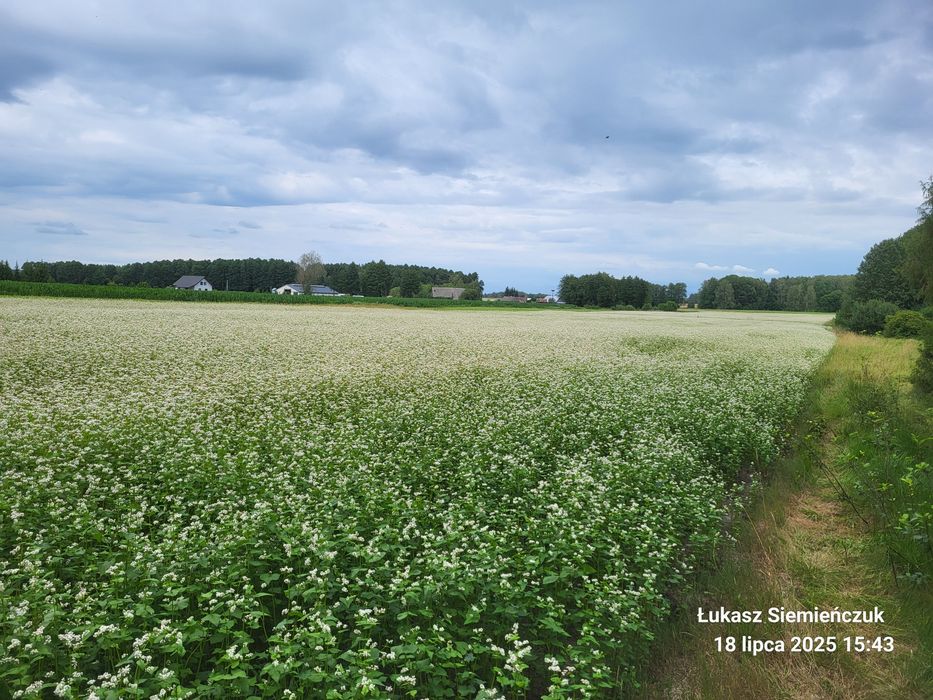 Gryka jara zbiór 2025