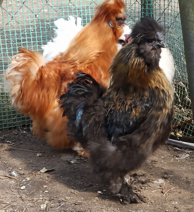 Koguty silki/ silka jedwabiste USA z 2025