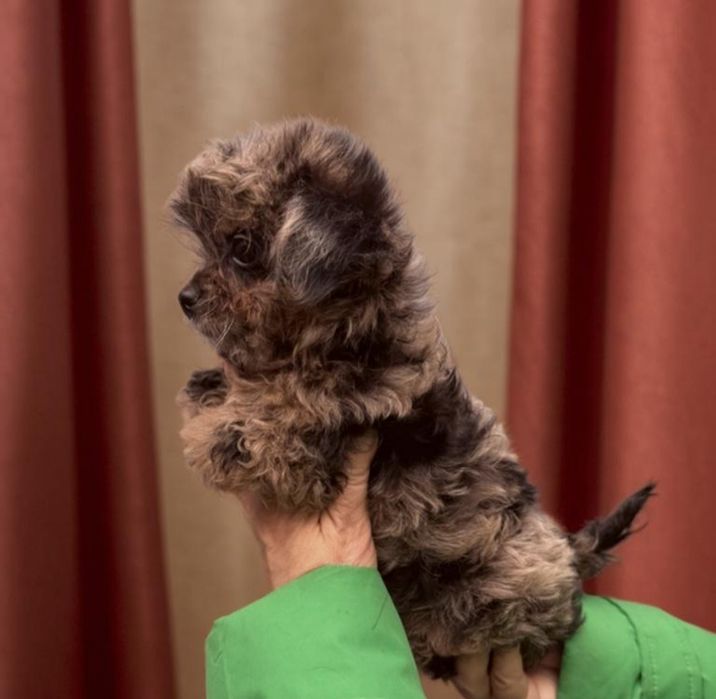 Чудесная маленькая крошка мальтипу.