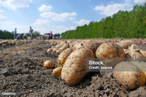 Продам картоплю.