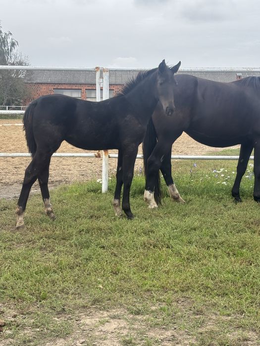 Sprzedam odsadki klaczki ślaskie