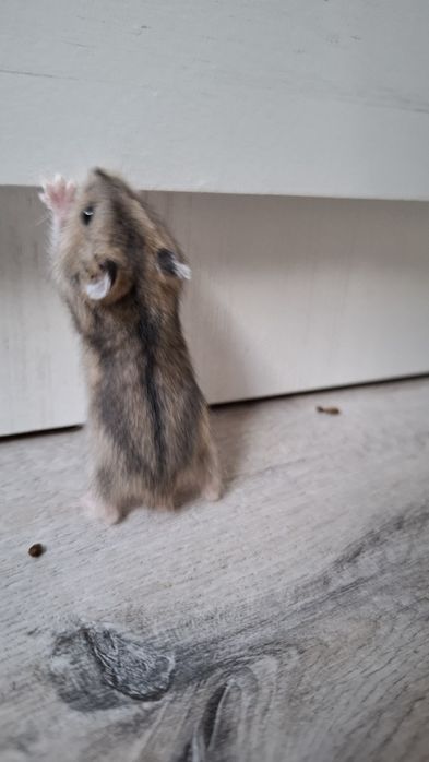 Джунгарики. Хомячки.